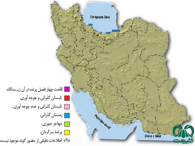 غواص گلو سیاه در ایران